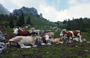 100 Mandria alla Baita Pozzetto